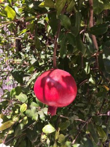 IMG-20140918-WA0013 (Large)