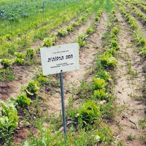 IMG_20150502_121415 (Large)